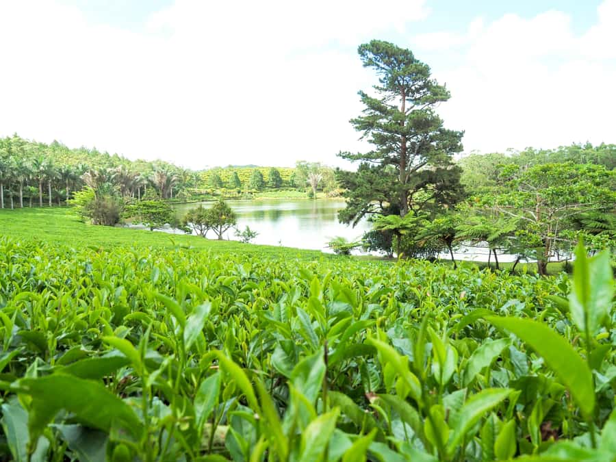Tea, Rum & Vanilla Route - Key highlights to know before you go