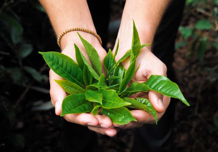 Tea, Rum & Vanilla Route - Should you book the Tea, Rum & Vanilla Route?
