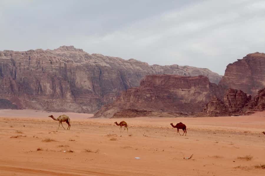 Wadi Rum: 2nights|3Day all-inclusive BedouinDesertExperience - Sleeping Inside Wadi Rum’s Protected Area (and why it matters)