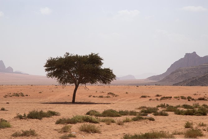Wadi Rum: 4 Hour Highlights Tour - Red sand dunes and canyon viewpoints: the camera-friendly payoff