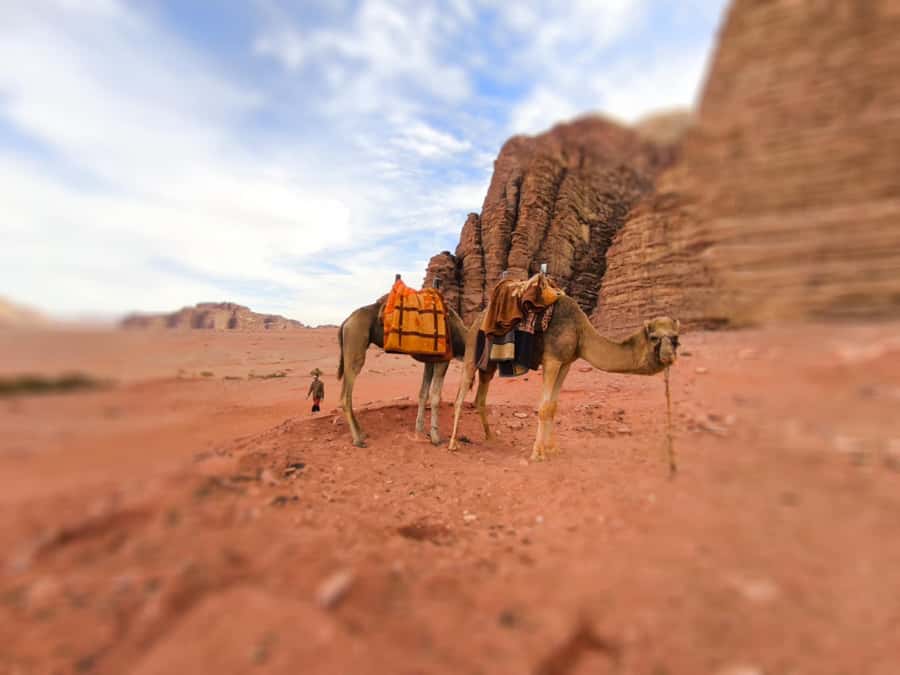 Wadi Rum: Camel Ride with tea and Bedouin Guide - Key Takeaways Before You Go