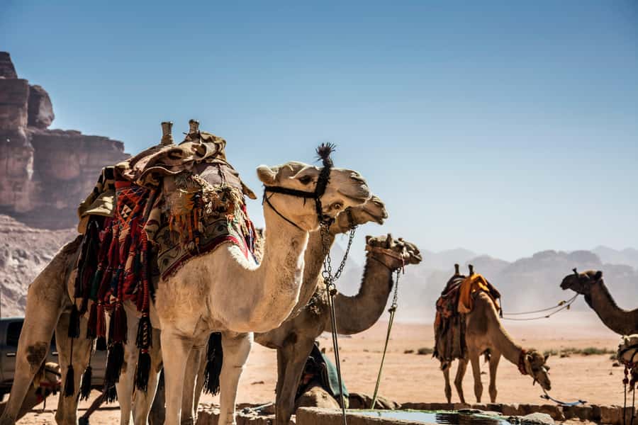 Wadi Rum: Camel Ride with tea and Bedouin Guide - Wadi Rum Camel Ride: What Makes This Short Tour Feel Worth It
