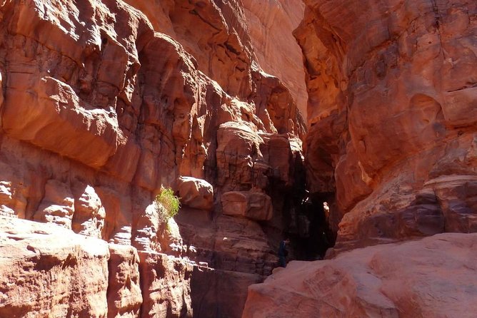 Wadi Rum: Camel Trek Adventure - How the Timing Works: Morning vs Afternoon
