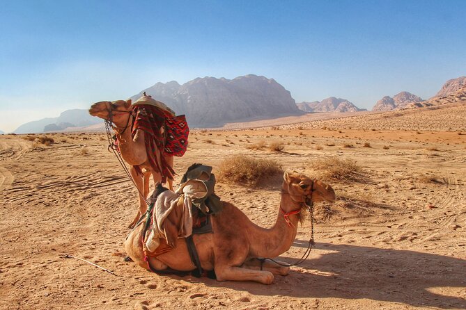 Wadi Rum: Camel Trek Adventure - Camels and Bedouin Care: What You Can Expect