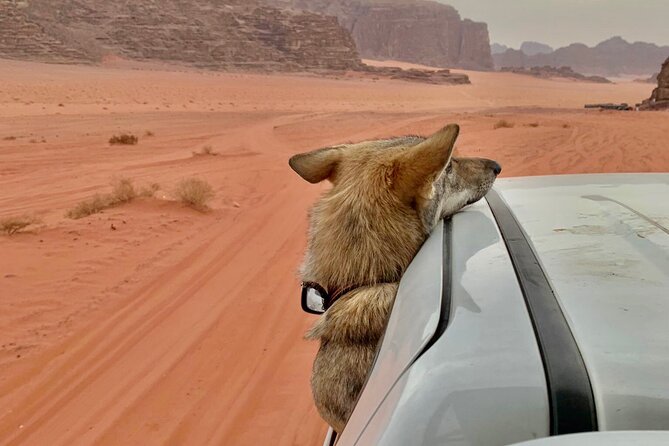 Wadi Rum Cave Camping with Jeep Tour - Price and value: is $126 a good deal?