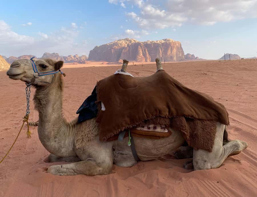 Wadi Rum Classic 4-Hour Jeep Safari - Key highlights you’ll actually care about
