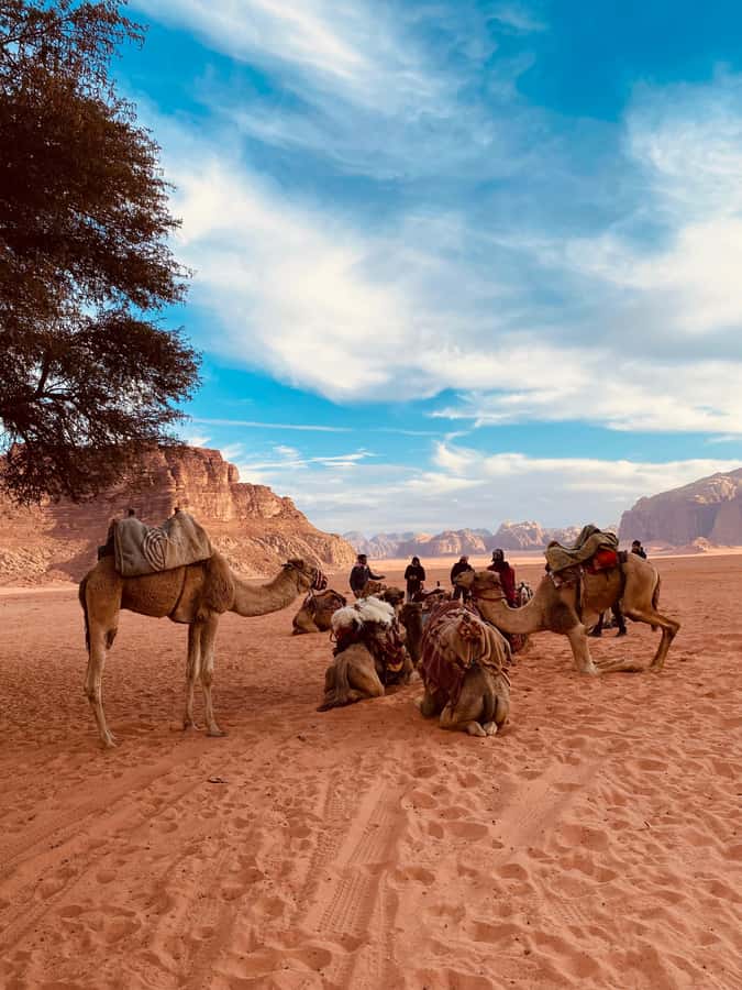 Wadi Rum Classic 4-Hour Jeep Safari - Why this 4-hour Wadi Rum jeep format works