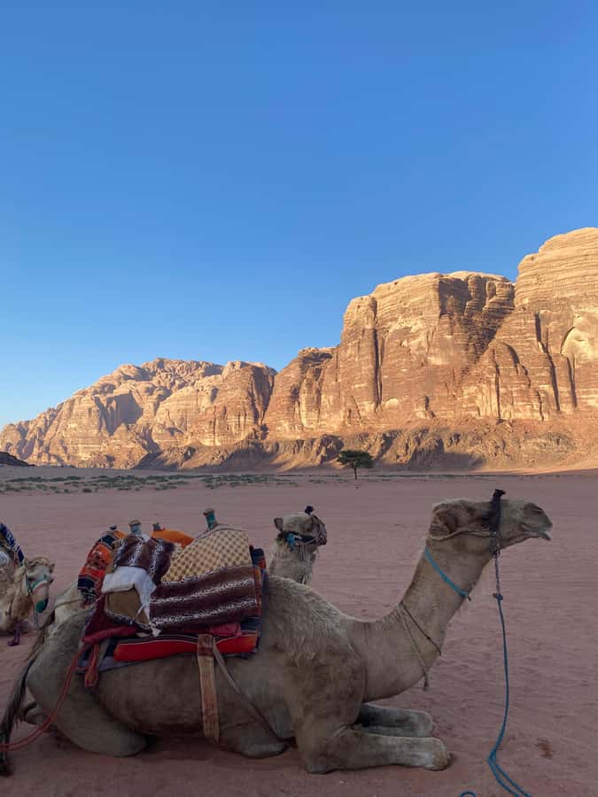 Wadi Rum Classic 4-Hour Jeep Safari - Practical comfort: what to bring for the red desert ride