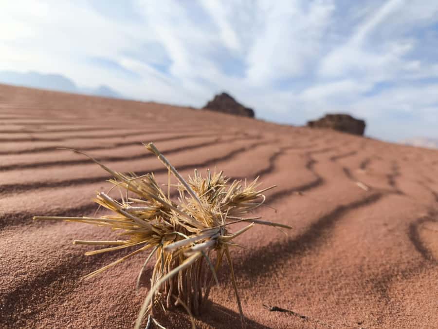 Wadi Rum: Morning or Sunset Jeep Tour - Lawrence’s Spring: the first real wow moment
