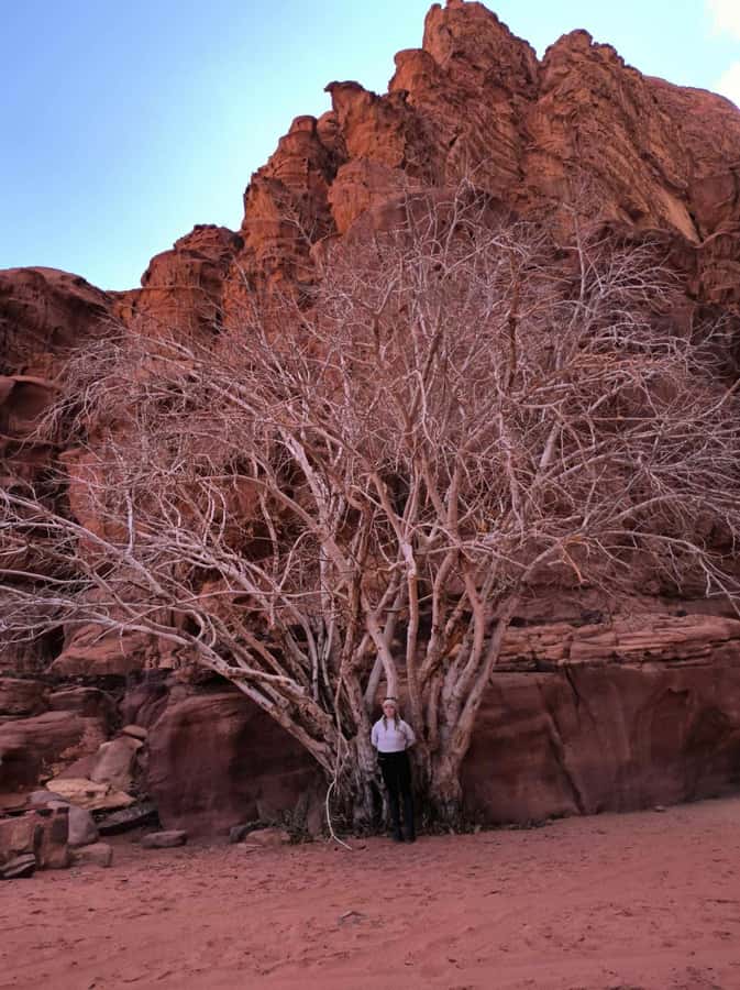 Wadi Rum: Morning or Sunset Jeep Tour - Little Bridge, Khazali Canyon, and the repeated tea rhythm